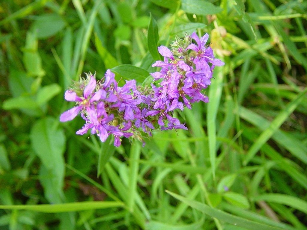 Lythrum salicaria
